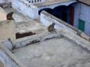 monkey attacked in agra