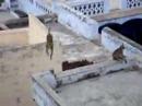 monkey attacked in agra