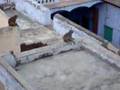monkey attacked in agra