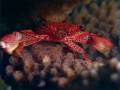 videos de Paradise Found: The Phoenix Islands