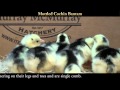 Video: Mottled Cochin Bantam Baby Chicks