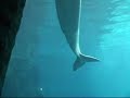 Georgia Aquarium: Belugas