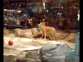 Lions at MGM Casino