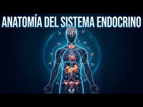 Hormonas: El Código Invisible del Cuerpo Humano