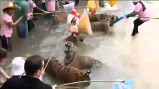 อึ้ง วัดเสือ จัดกิจกรรมให้นักท่องเที่ยวเล่นกับเสือ