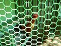 鶏の鳴き声聞きたい方！