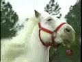 UNBELIEVABLE HORSE UNBELIEVABLE HORSE