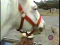 UNBELIEVABLE HORSE