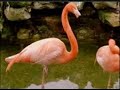El amor Como sera - Grano de arena