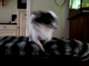dancing chihuahua hopey dancing chihuahua hopey