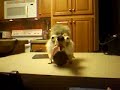 Squirrel gets a nut