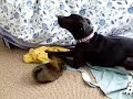PITBull Attacked by SHIH TZU