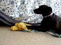 PITBull Attacked by SHIH TZU