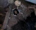 brachypelma boehmei se come un escarabajo