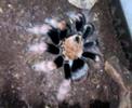 brachypelma boehmei se come un escarabajo