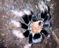 brachypelma boehmei se come un escarabajo