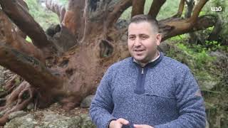 أقدم شجرة قيقب بفلسطين في قرية عين قينيا غرب رام الله.... أقدم شجرة قيقب بفلسطين في قرية عين قينيا غرب رام الله....