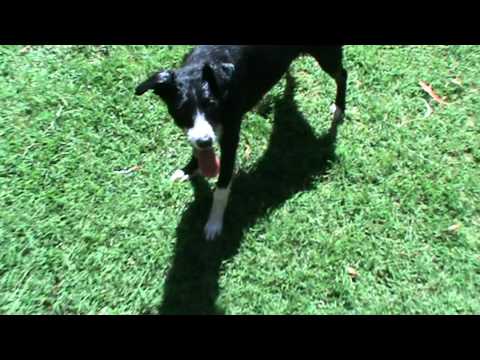 how to train a border collie x kelpie
