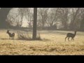 Kaprařská jarní romance