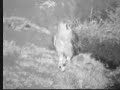 owl at wildcam africa