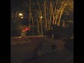 MP5K with laser