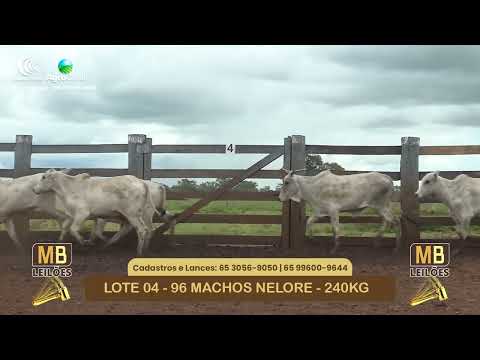 534� LEIL�O VIRTUAL MB LEIL�ES