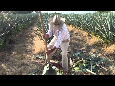 how to harvest agave for tequila