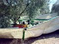 Recolección aceituna de verdeo variedad Hojiblanca en Écija (Sevilla), con el Sistema Integral de Recolección (SIR) de Tecniagri instalado sobre una Bobcat T300 en una plantación de marco 7x7