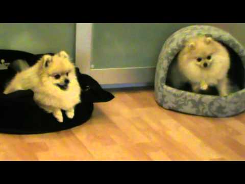 pomeranians - In this video our pomeranians Caco and Biba do funny tricks together. Visit us also on our website http://www.pomdeluxe.com and on Facebook under the name Po...