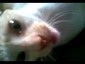 kucing makan orang