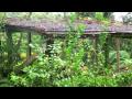 MARTINIQUE. Caribbean. Lorrin Lee. Cruise. Steel Drums. Yellow Bird. Noordam. Kent Arnsbarger.