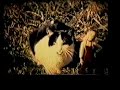 trashcan sinatras - the genius i was trashcan sinatras - the genius i was