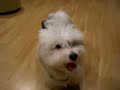 Our Coton de Tulear, \"Nismo\