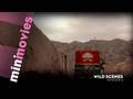 videos de Minimovies: Wild Scenes - Episodes 4