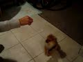 ポメラニアン動画
