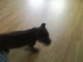 Rags at 10 weeks old chasin his tail