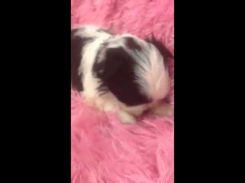 Female malteseShih-tzu . He is black and white. Will be 6-8lbs as adult