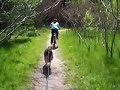 Jasper BikeJoring training on our favourite circuit at Earl Bales Park in Toronto.