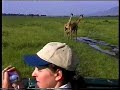 Click here to watch this video Our Kenyan Safari - Masai Mara - Giraffes
