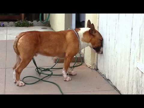 bullterrier