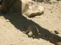 videos de WiLD ANiMAL PARK: Meerkats