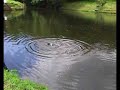 Fishing Dartmouth - Rainbow Trout at \"Hollies\" Trout Fishery Fishing Dartmouth - Rainbow Trout at \"Hollies\" Trout Fishery