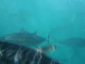 Swimming With Tuna