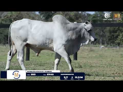 2� DE OLHO NA FAZENDA NELORE SESMARIAS