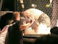 Nick Orchard vs jay gilby Rnd 1 Nick Orchard vs jay gilby Rnd 1