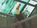 videos de toco toucans inside their flight aviary