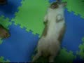 兔子嚇人嚇死人