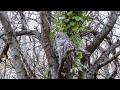 Barred owl chilling out