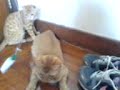 MY CAT