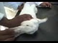 la bioquimica en un conejo